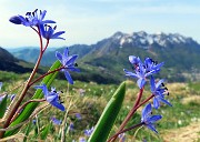 A Capanna 2000 da Alpe Arera: fiori e neve ! 30apr24
